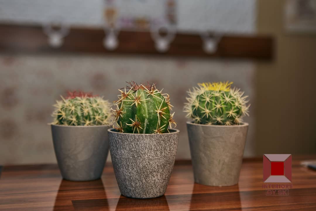 Artificial Cactus plants